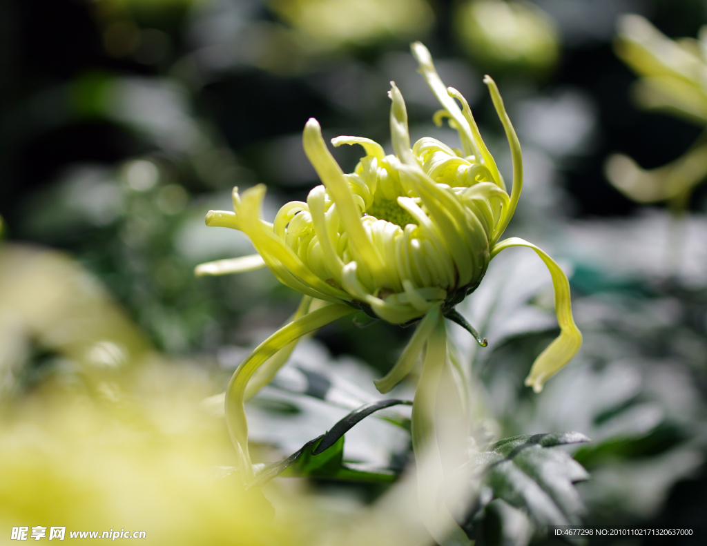 菊花