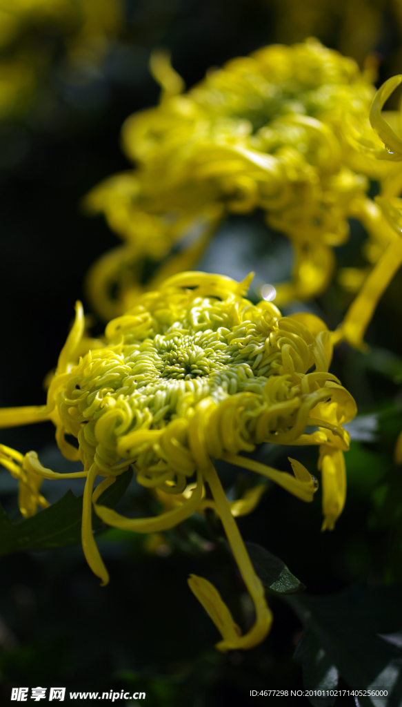菊花