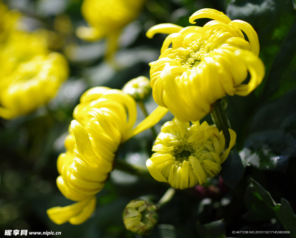 菊花