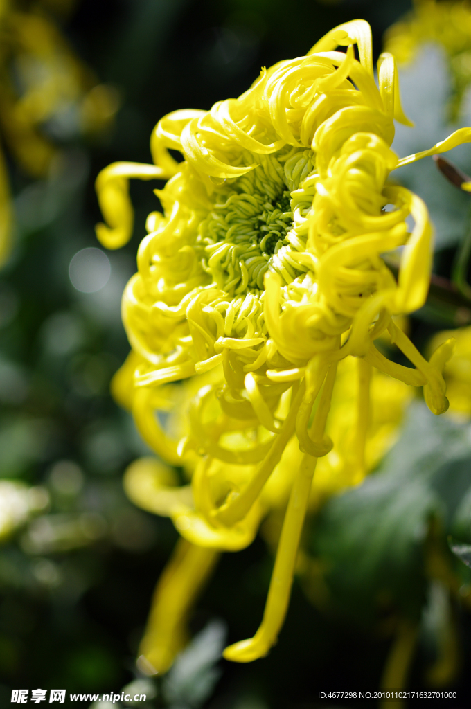 菊花