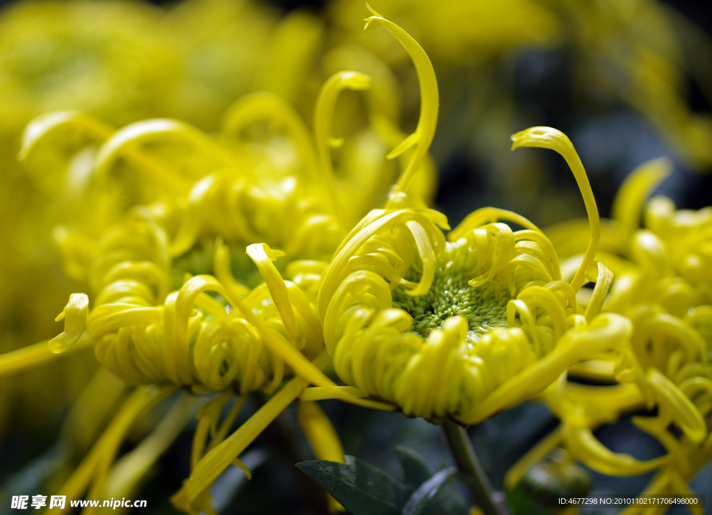 菊花