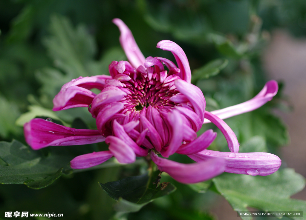菊花