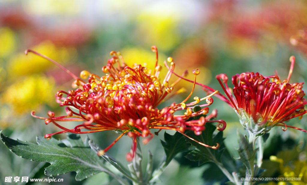 菊花