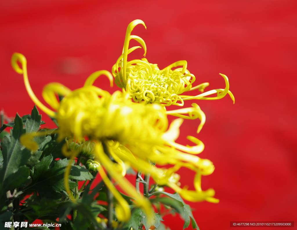菊花
