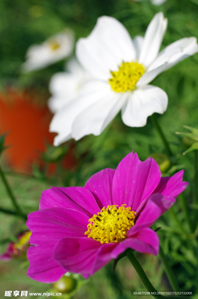 波斯菊