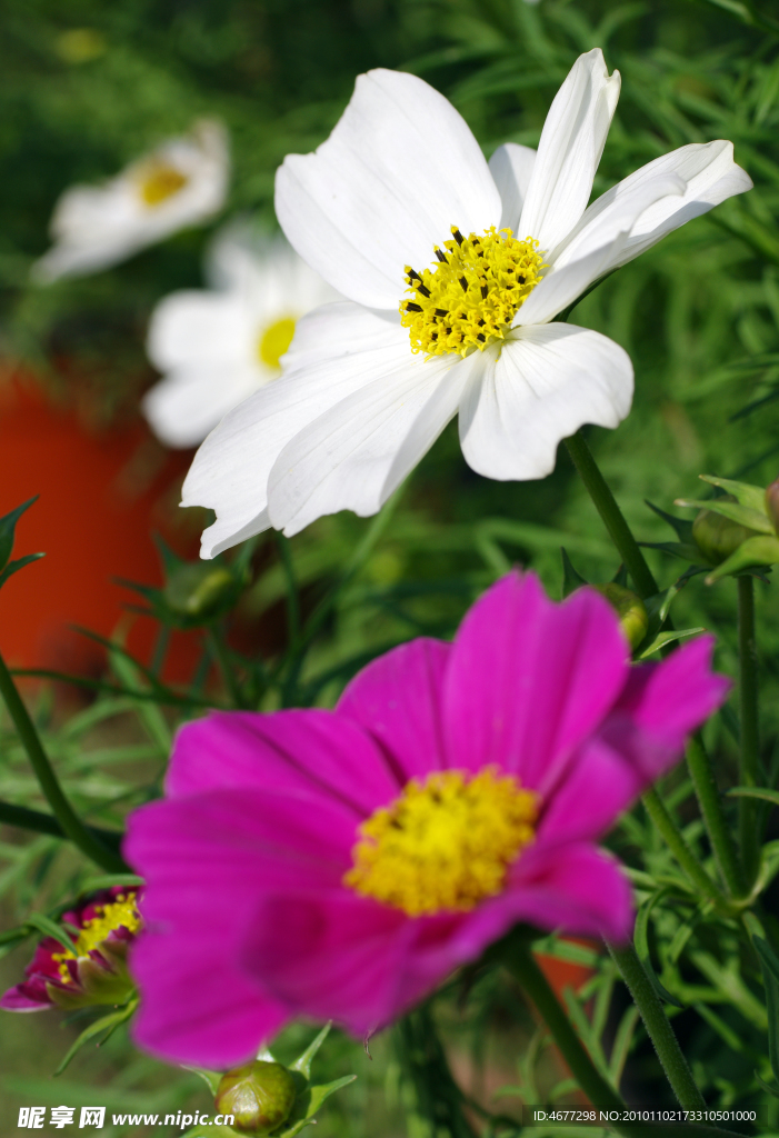 波斯菊