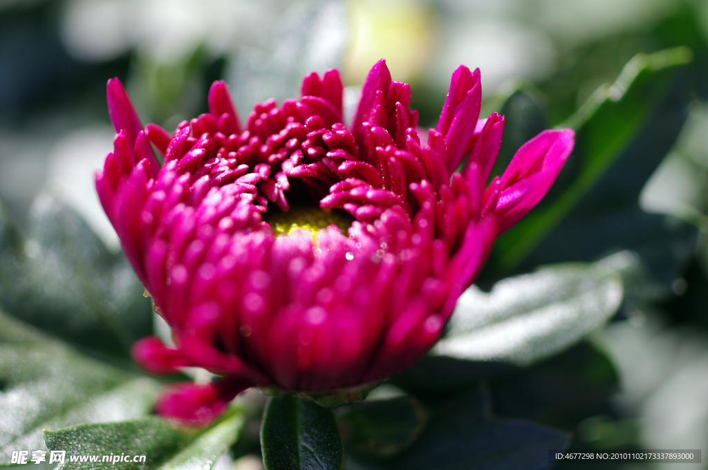 菊花