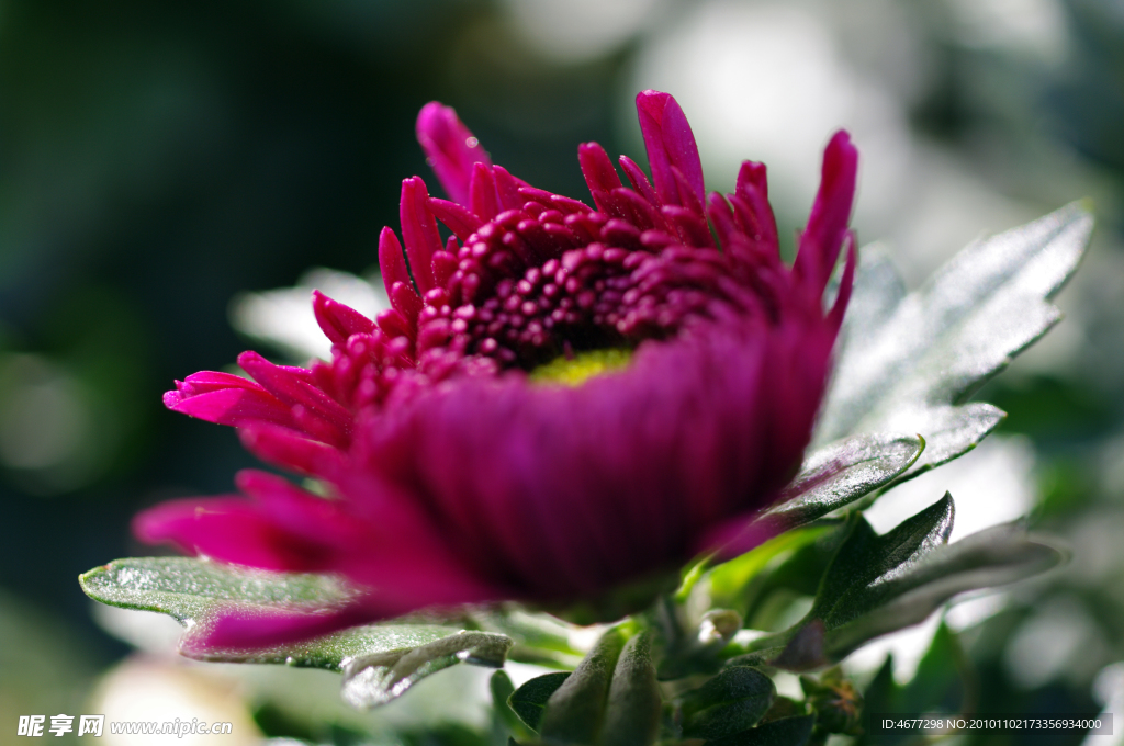 菊花