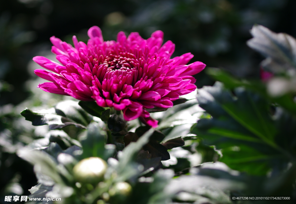 菊花