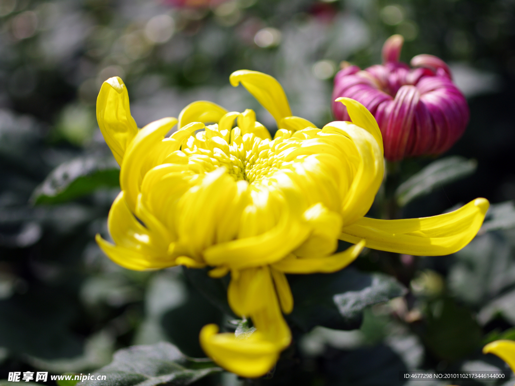 菊花