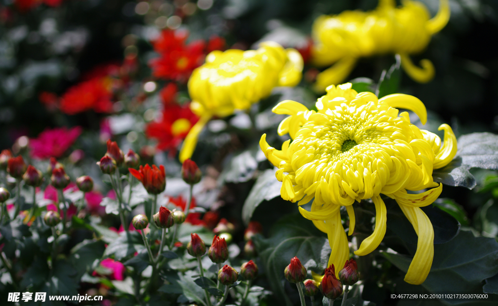 菊花