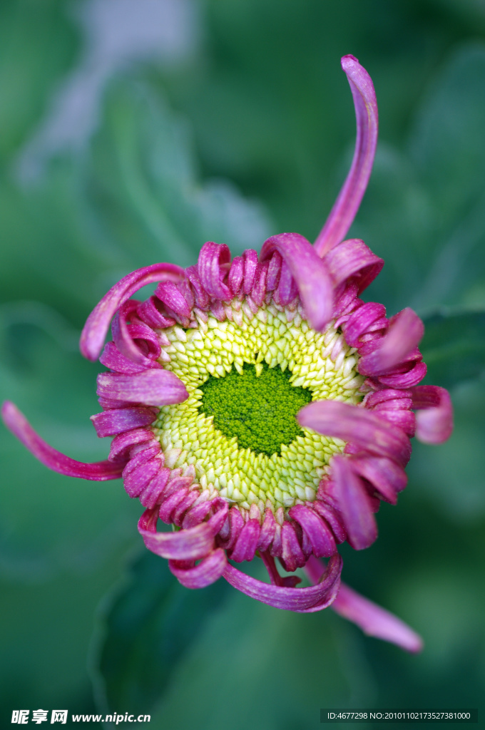 菊花