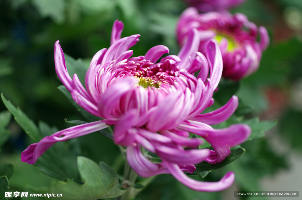 菊花