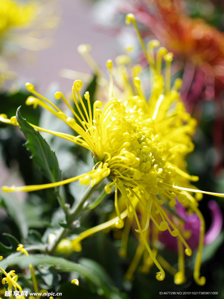 菊花