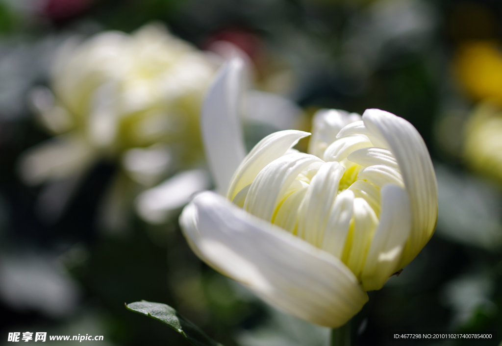 菊花