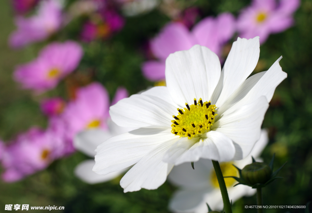 菊花