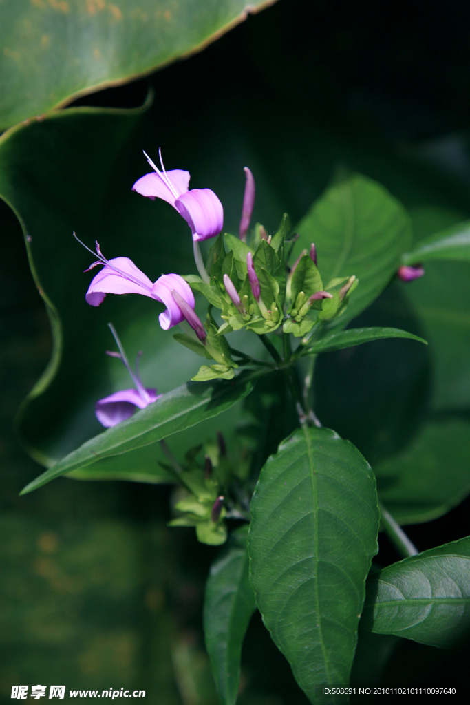 马鞭草科芦莉