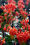 炮仗花