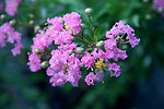 小花紫薇