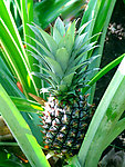 野菠萝