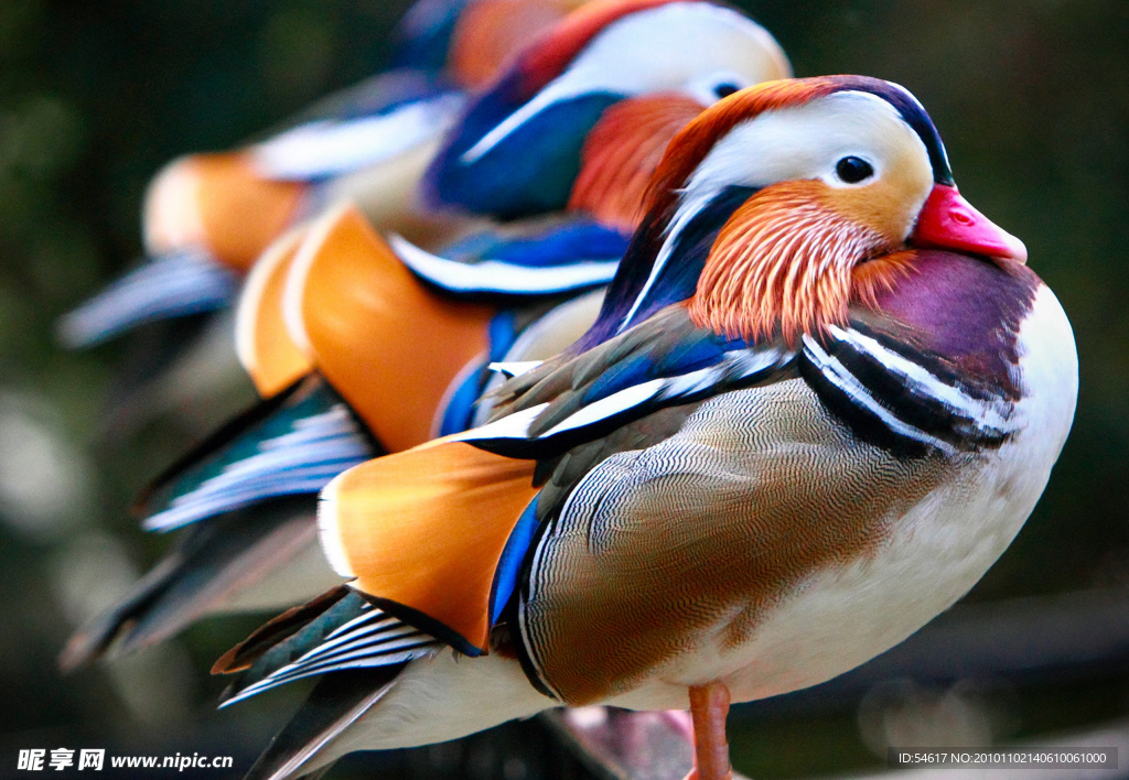 鸳鸯 国家动物园