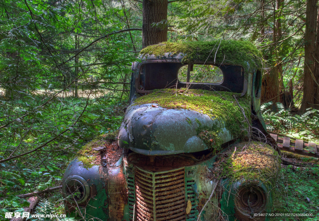 苔与车