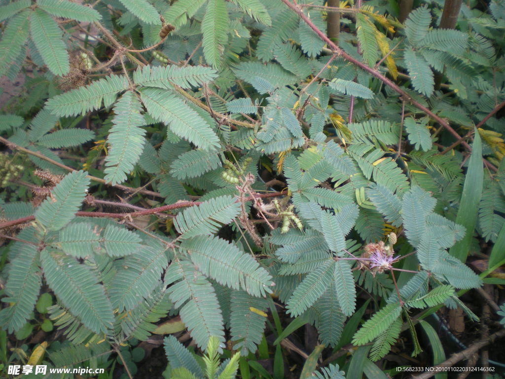 凤尾草