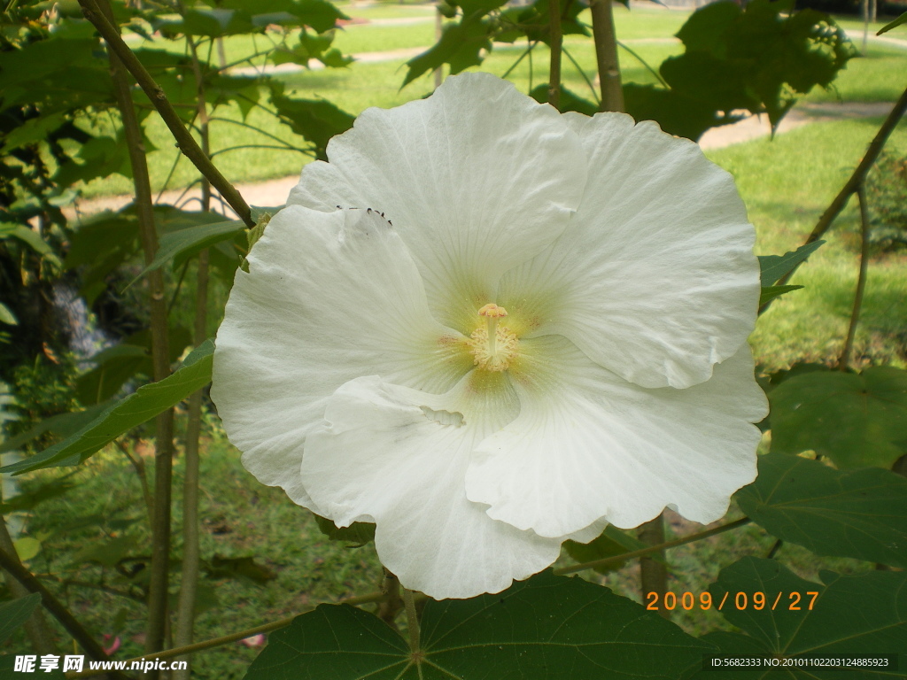 木槿花