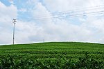 清新茶园