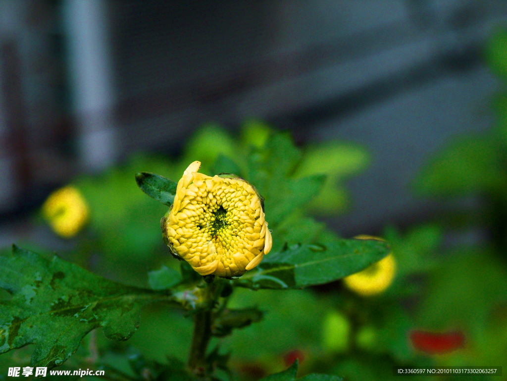 菊花花蕾