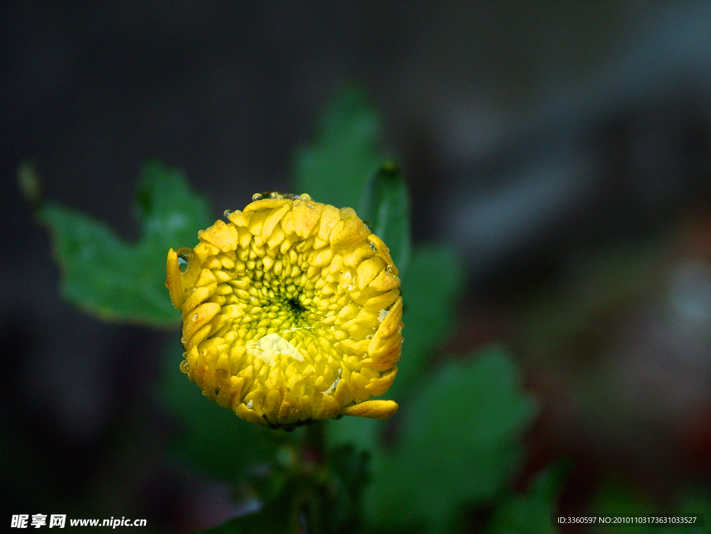 菊花花蕾