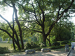公园 大树
