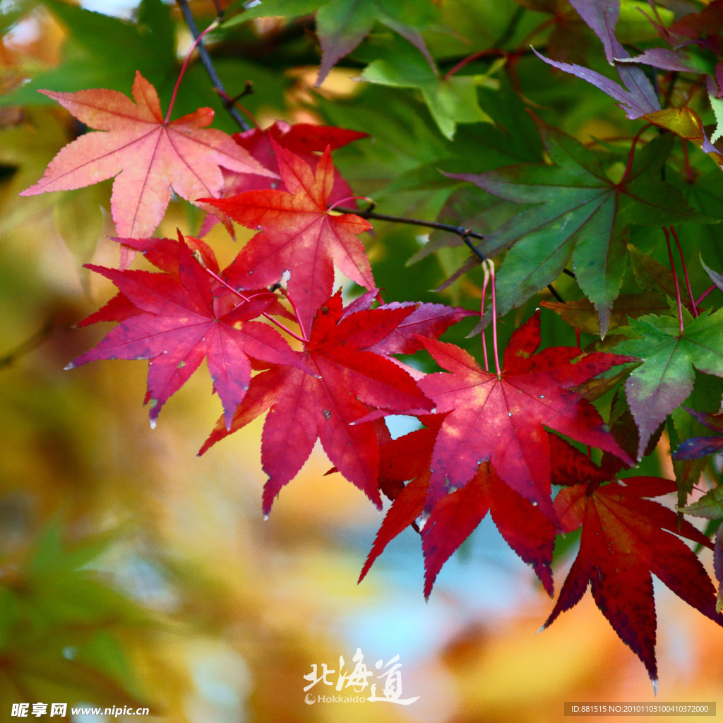 北海道红叶