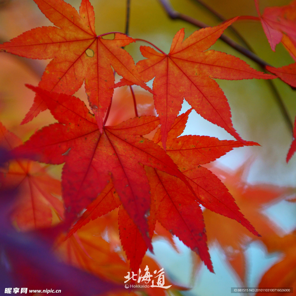 北海道红叶