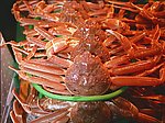 日本料理 毛蟹
