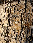 木纹10