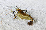 河虾