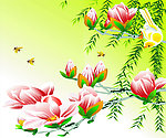 玉兰花开
