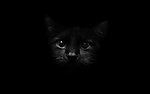 黑色猫咪