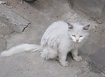白色流浪猫