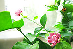 紫色茉莉花