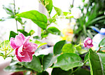 紫色茉莉花