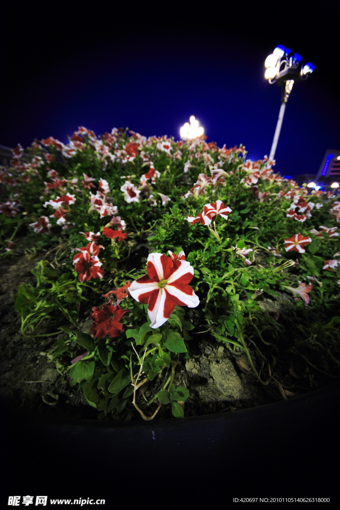 高清花蕊