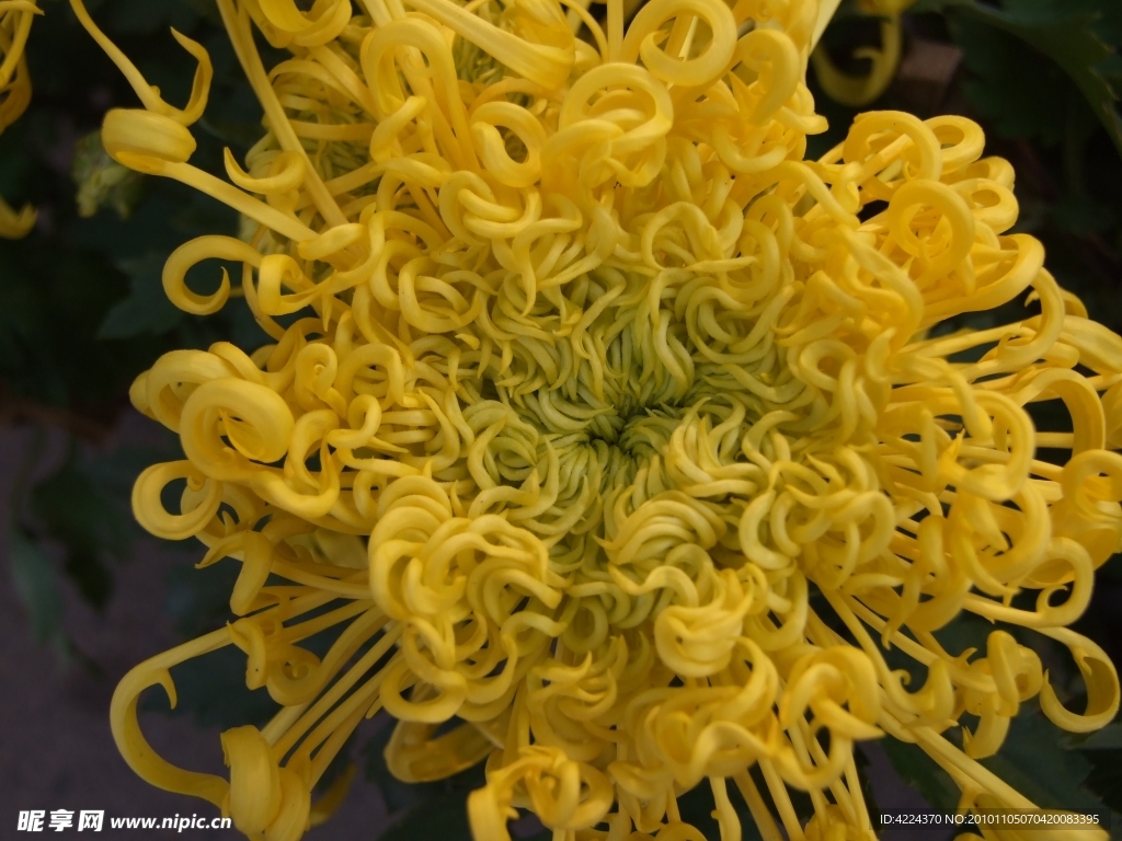 菊花