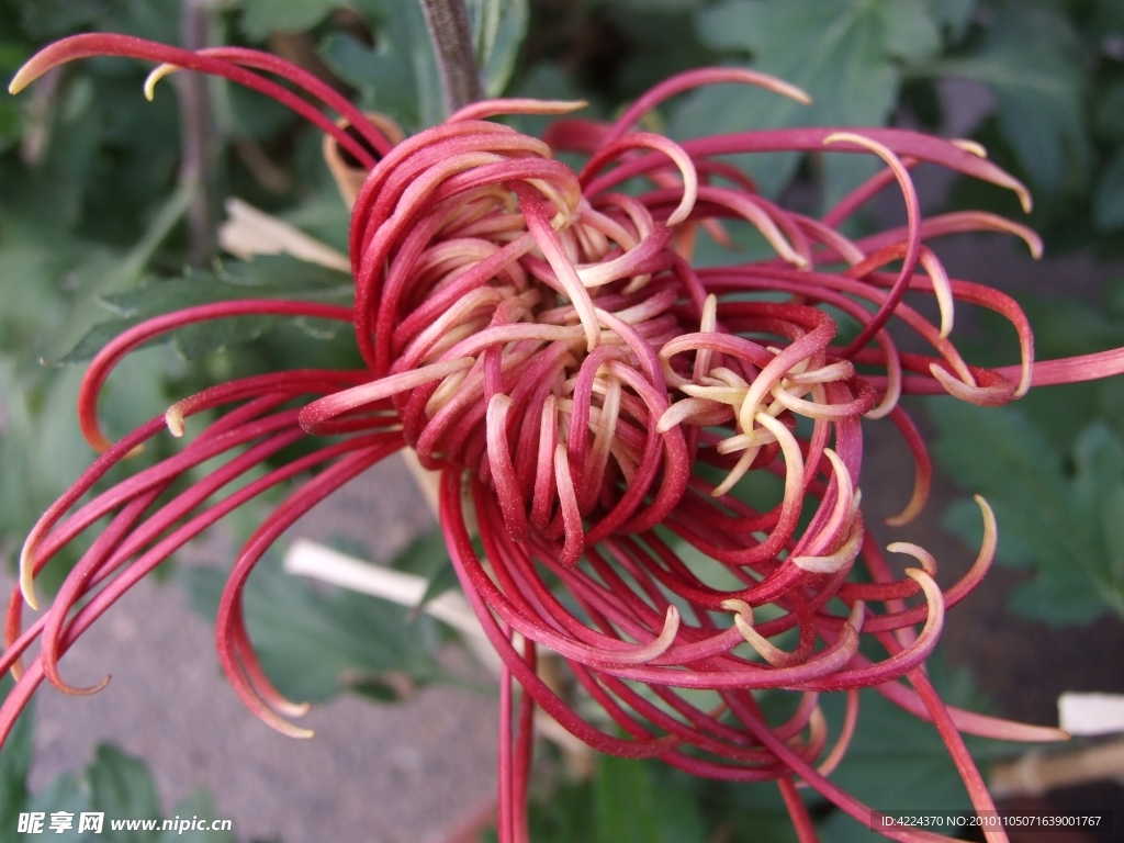 菊花