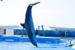 海豚