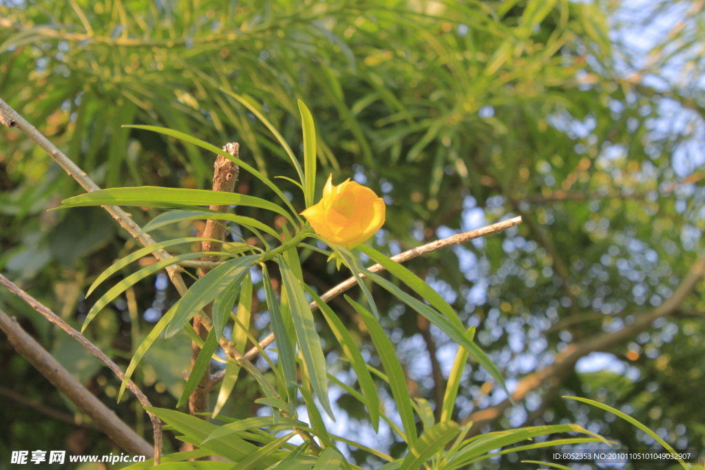 黄花