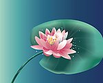荷花图 手绘