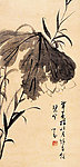 荷花图