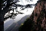 高山松树